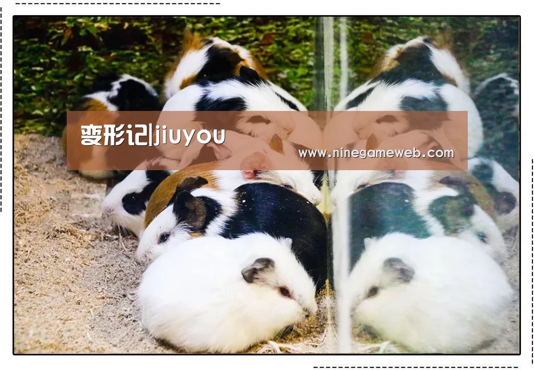 变形记|jiuyou(图2)